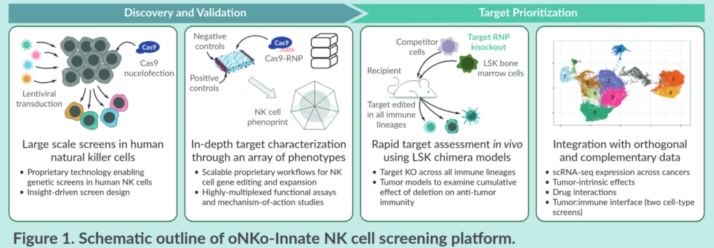 Schematic outline of oNKo-Innate NK cell screening platform