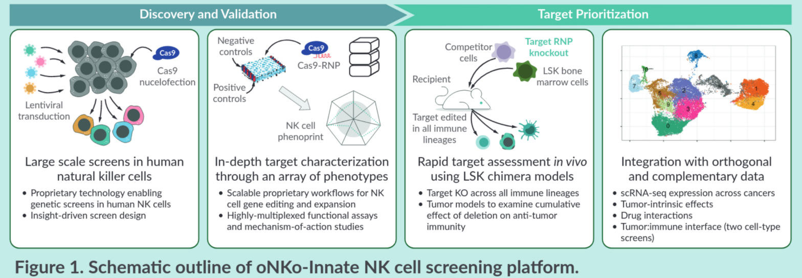Systematic target discovery in human NK cells using functional genomics